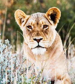 Close-up of lioness