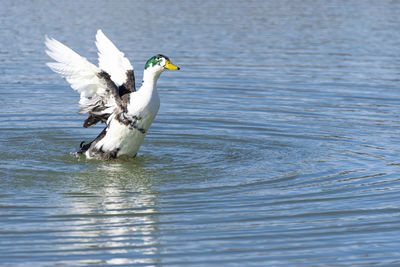 View of birds in the water