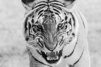 Close-up portrait of a cat