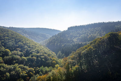 Dense forest in west germany on the hills in the autumn season.