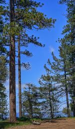 Low angle view of trees against sky