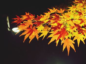 Close-up of maple leaves during autumn
