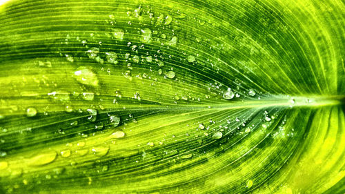 Full frame shot of fresh green leaf
