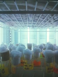 Row of trees in the dark