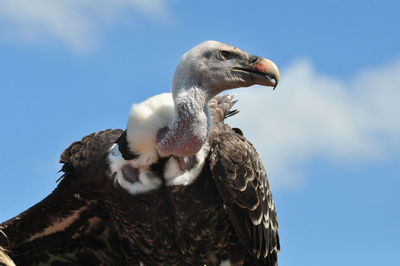 Low angle view of eagle against sky