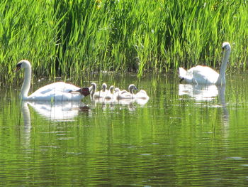 Swans swimming in lake