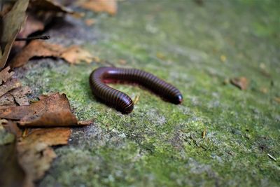 Close-up of insect on rock