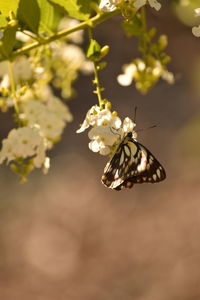 Close-up of butterfly pollinating on fresh flower