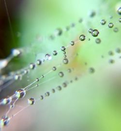 Close-up of water drops on plant