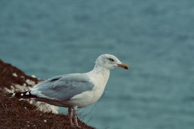 Seagull perching on a sea