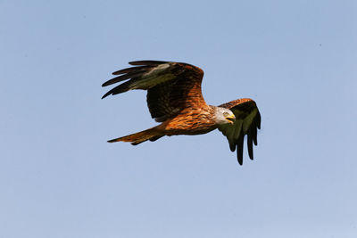 Low angle view of eagle flying in sky