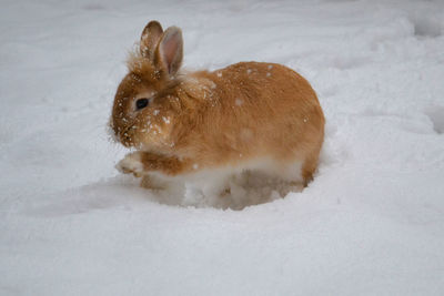 Side view of a rabbit on snow