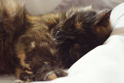 Close-up of cat sleeping