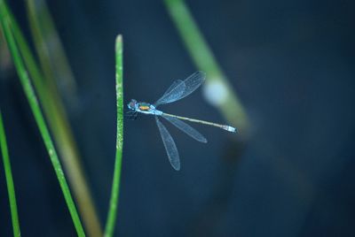 Close-up of dragonfly on blade of grass