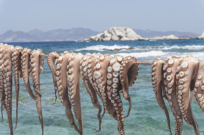 Close-up of crab in sea against sky