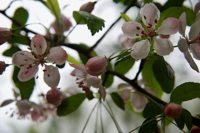 Close-up of cherry blossoms in spring