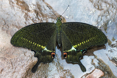 High angle view of butterfly on rock