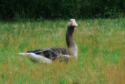 Side view of a bird on grass