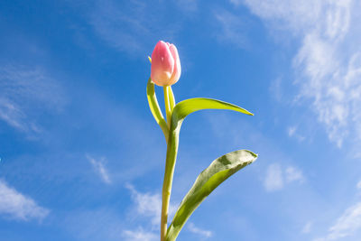 Close-up of flowering plant against blue sky