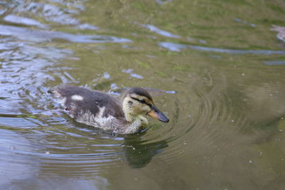 High angle view of duck swimming in lake