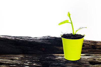 Close-up of yellow potted plant on table