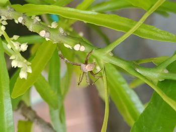 Close-up of insect on plant