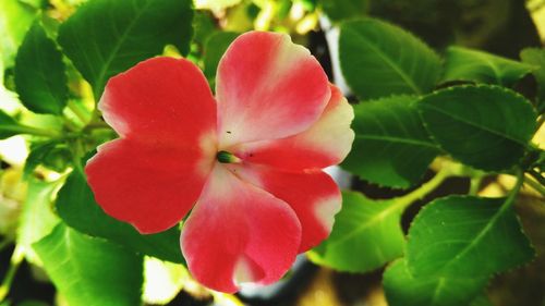 Close-up of red flowering plant