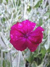 Close-up of water drops on pink flower