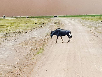 Horse cart on road
