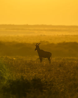 Deer on a field