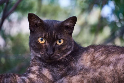 Close-up portrait of black cat outdoors