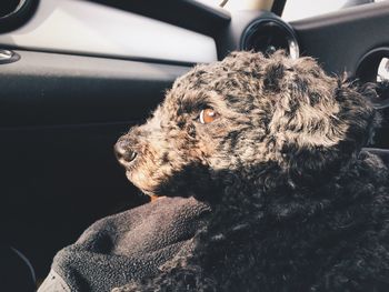 Close-up of toy poodle relaxing in car
