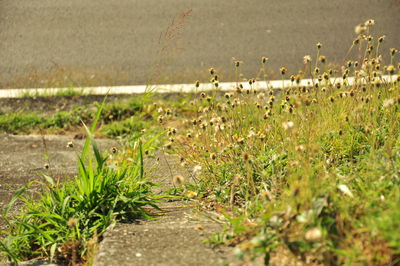 Plants growing on field