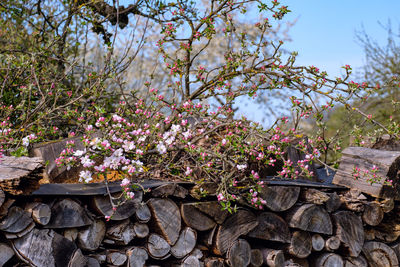 Pink cherry blossoms in spring