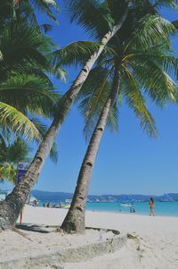 Palm trees on beach