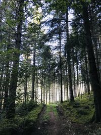 Trees growing in forest