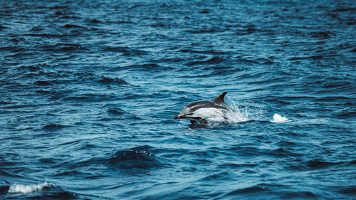 Spotted dolphins, stenella frontalis, in crystal clear madeira island waters