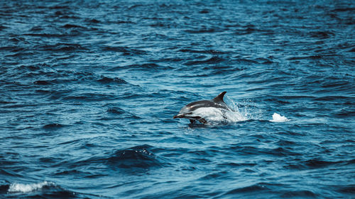 Duck swimming in sea