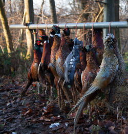 View of birds on land