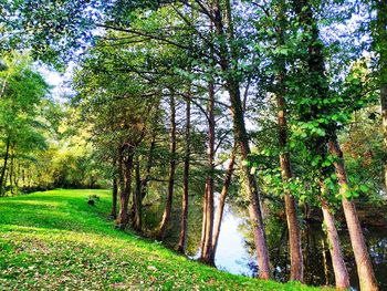 Trees in forest