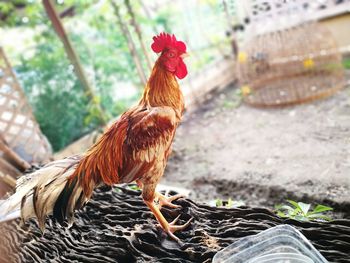 Close-up of rooster