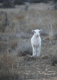 Portrait of lamb on field