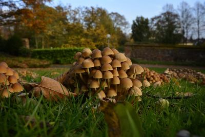 Close-up of mushrooms growing on tree