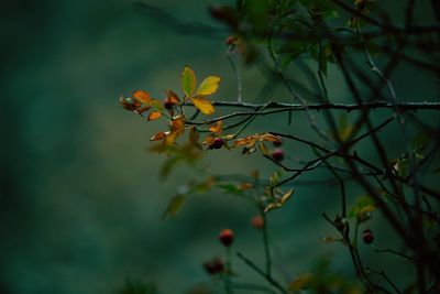 Close-up of plants against blurred background