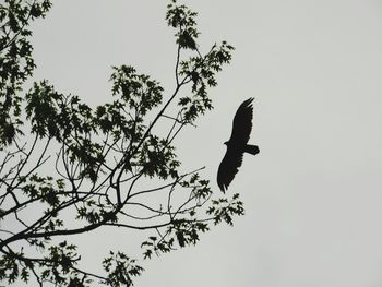 Low angle view of bird perching on a tree