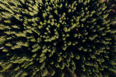 Aerial view of evergreen forest. above view of canopy of green pine trees