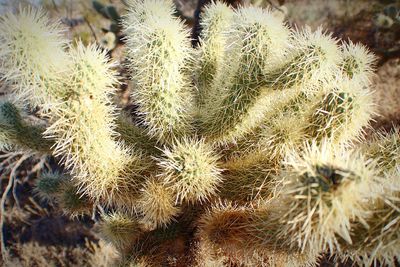 Full frame shot of cactus