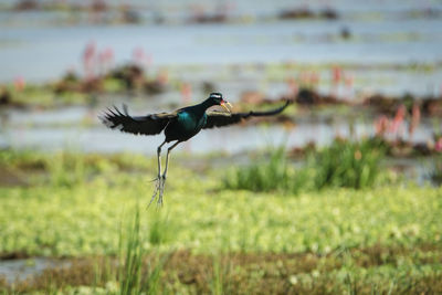 Bird flying over a field