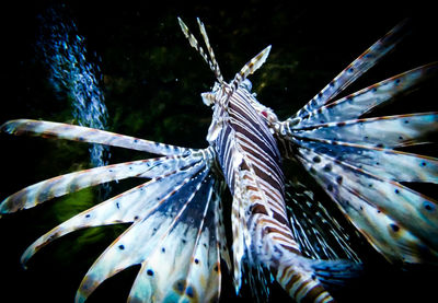 Close-up of fish swimming