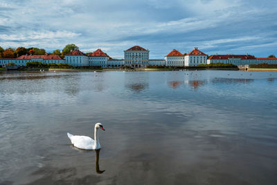 Swans on a lake